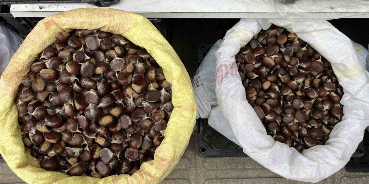 Sinop Kestanesi Cep Yakıyor: Kilosu 300 Lira