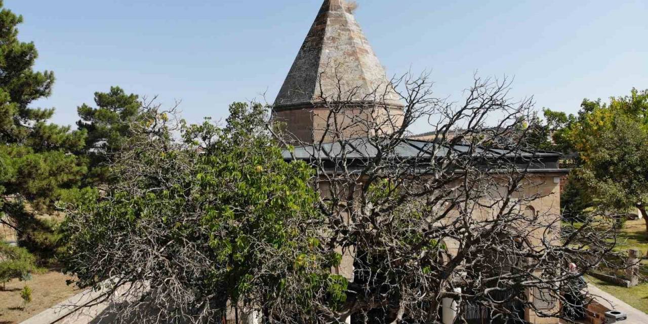 Nevşehir’de 700 Yaşındaki Dut Ağacı, Zamana Meydan Okuyor