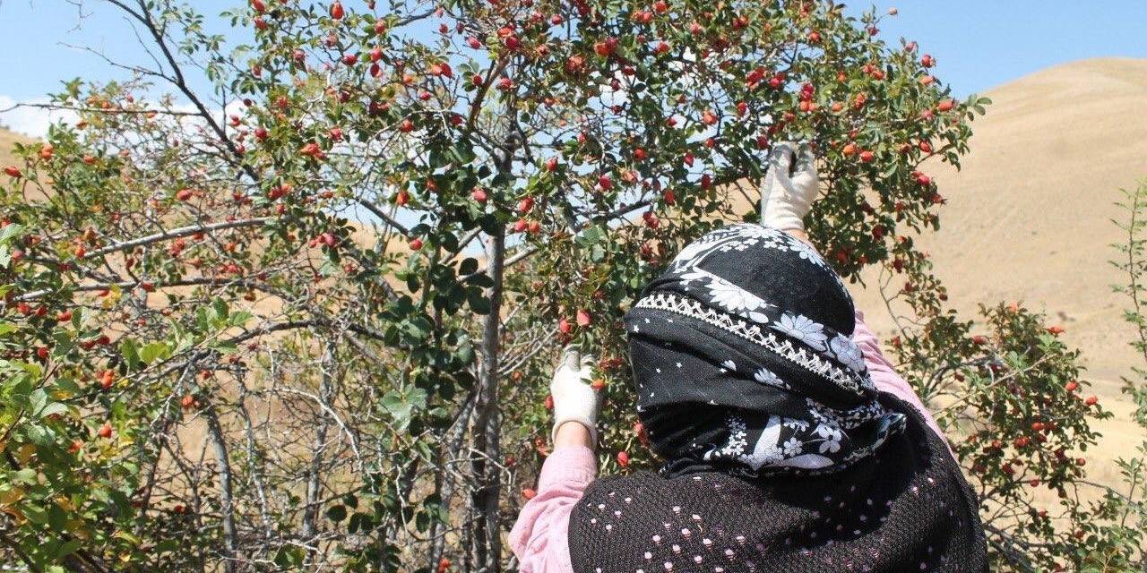 Bin Derde Deva Kuşburnunun Zor Mesaisi