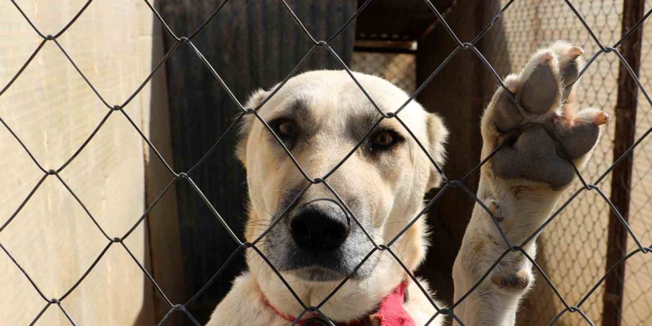 Kangalların Kürkü Kış Mevsiminin Nasıl Geçeceğini Gösteriyor