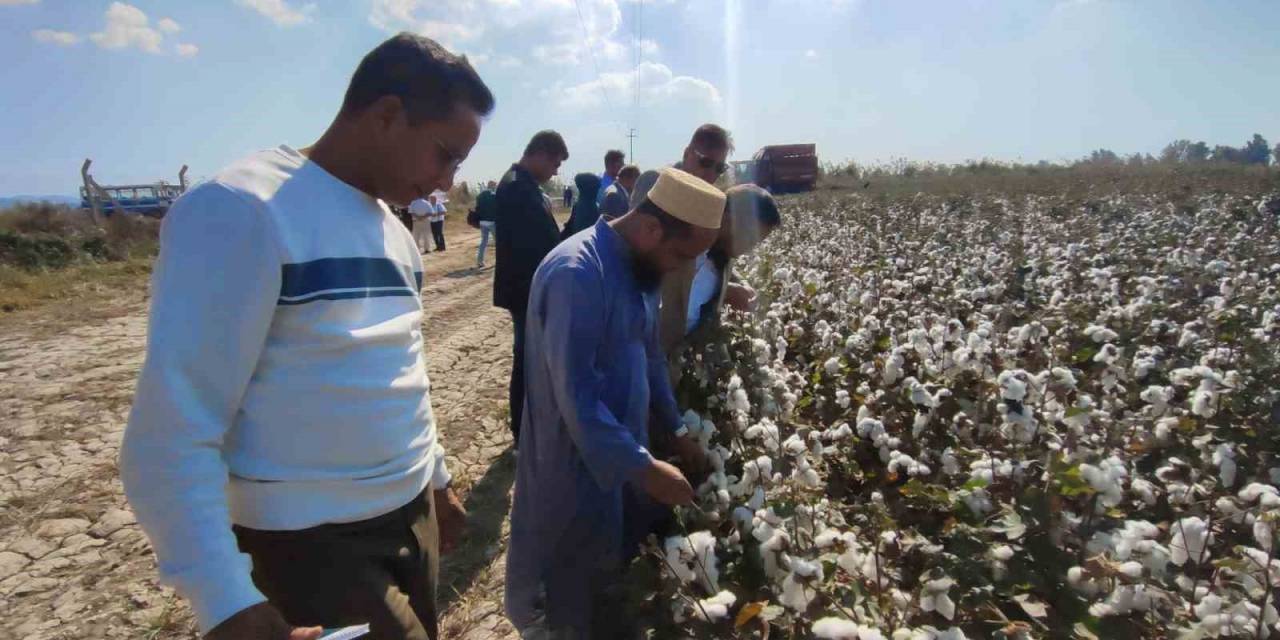 Aydın’ın Bangladeş’li Konukları Söke Ovası’nda Pamuğu Yakından İnceledi