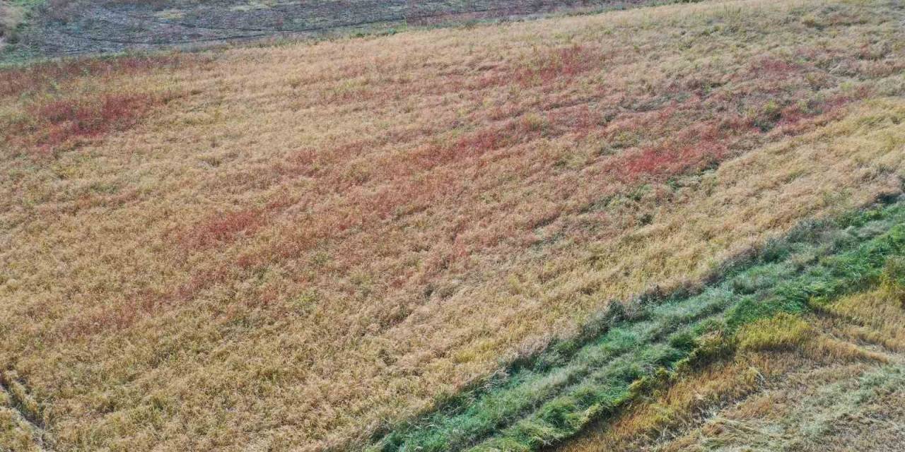 Nallıhan ‘Da Çeltik Hasadı Başladı