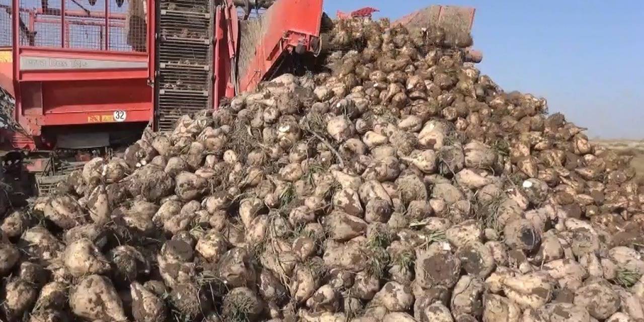 Tahıl Ambarı Konya’da 7 Milyon Ton Pancar Rekolte Beklentisi