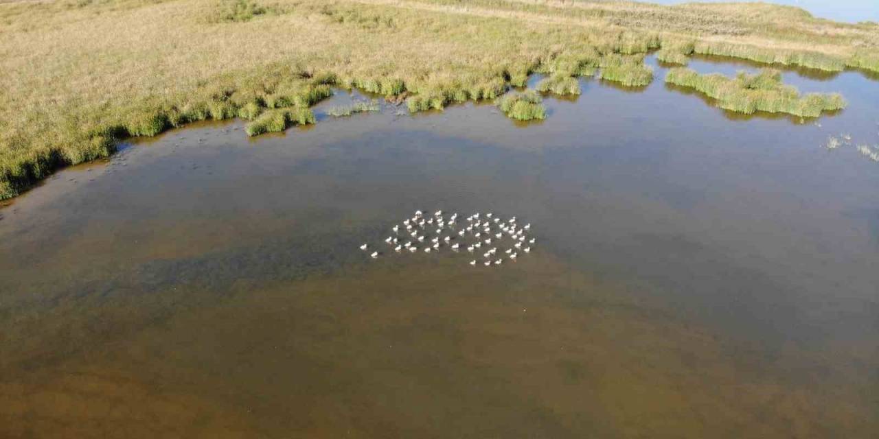 Flamingolar Göç Öncesi Tokat’ta Görüntülendi