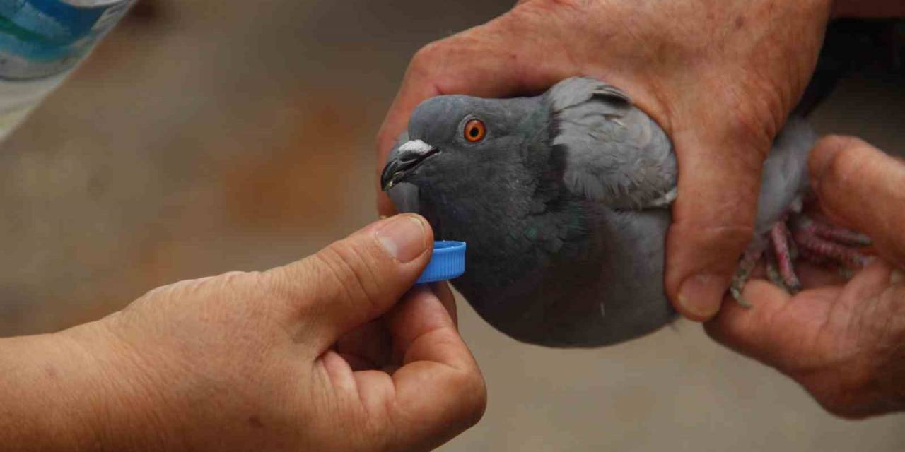 Mahsur Kalan İki Güvercinin Kurtulmasını Sağladılar, Elleriyle Su İçirdiler