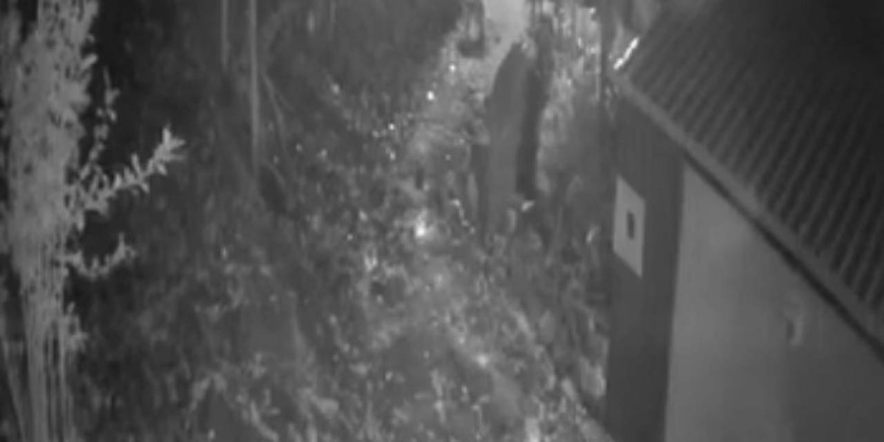 Köy Merkezine İnen Ayıları Torpil Atarak Kaçırdılar