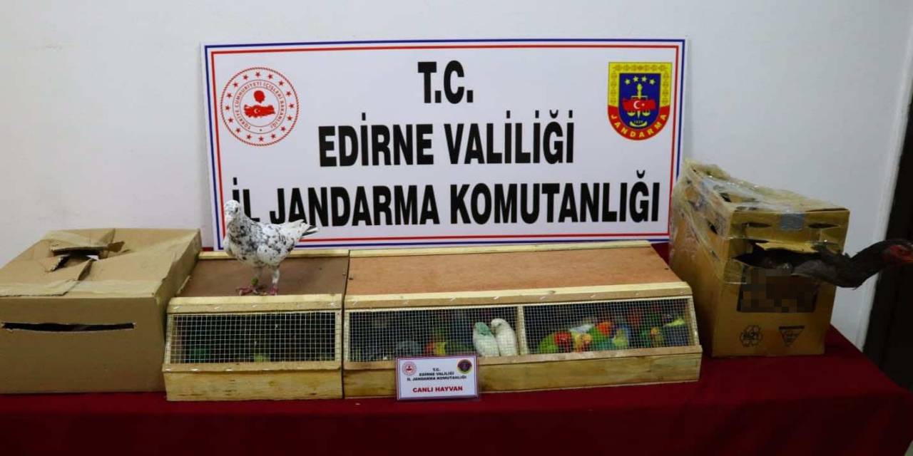 Cennet Papağanları, Posta Güvercinleri Ve Dövüş Horozu Ele Geçirildi