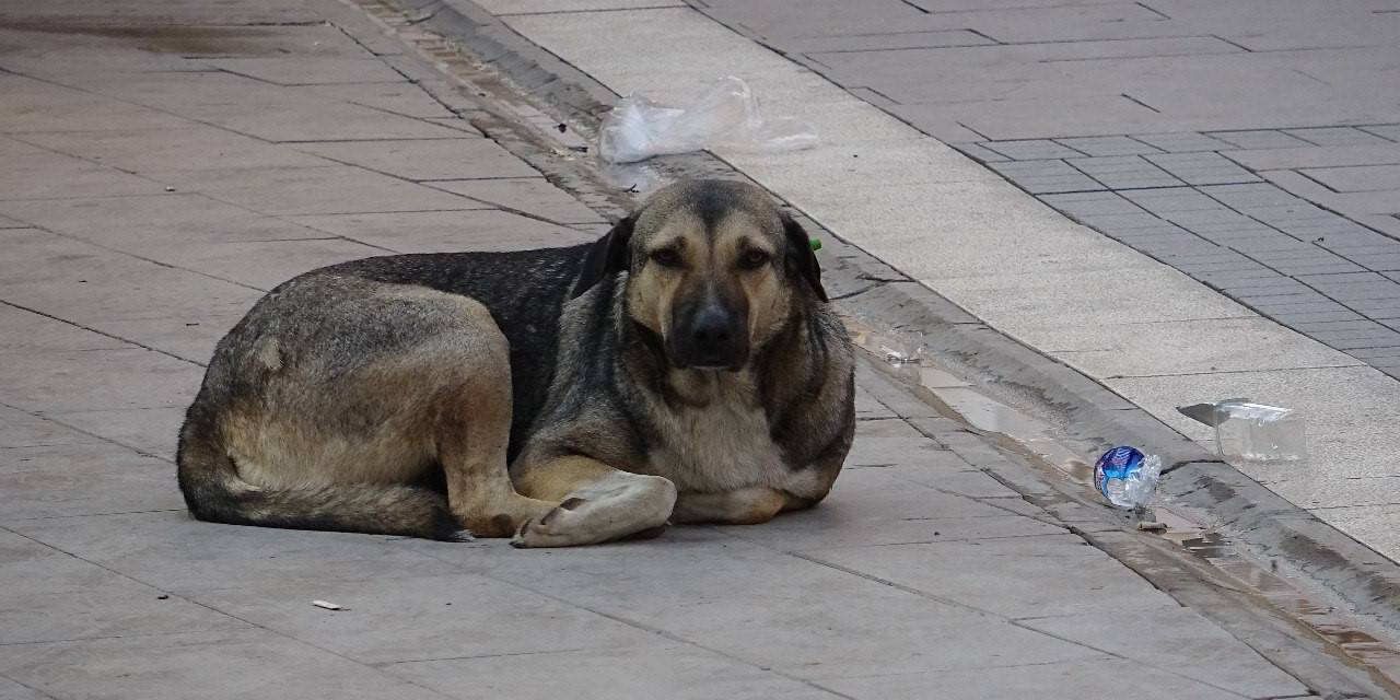 Kızıltepe Belediyesi Vatandaşın Sokak Köpeği Şikayetine Duyarsız Kaldı