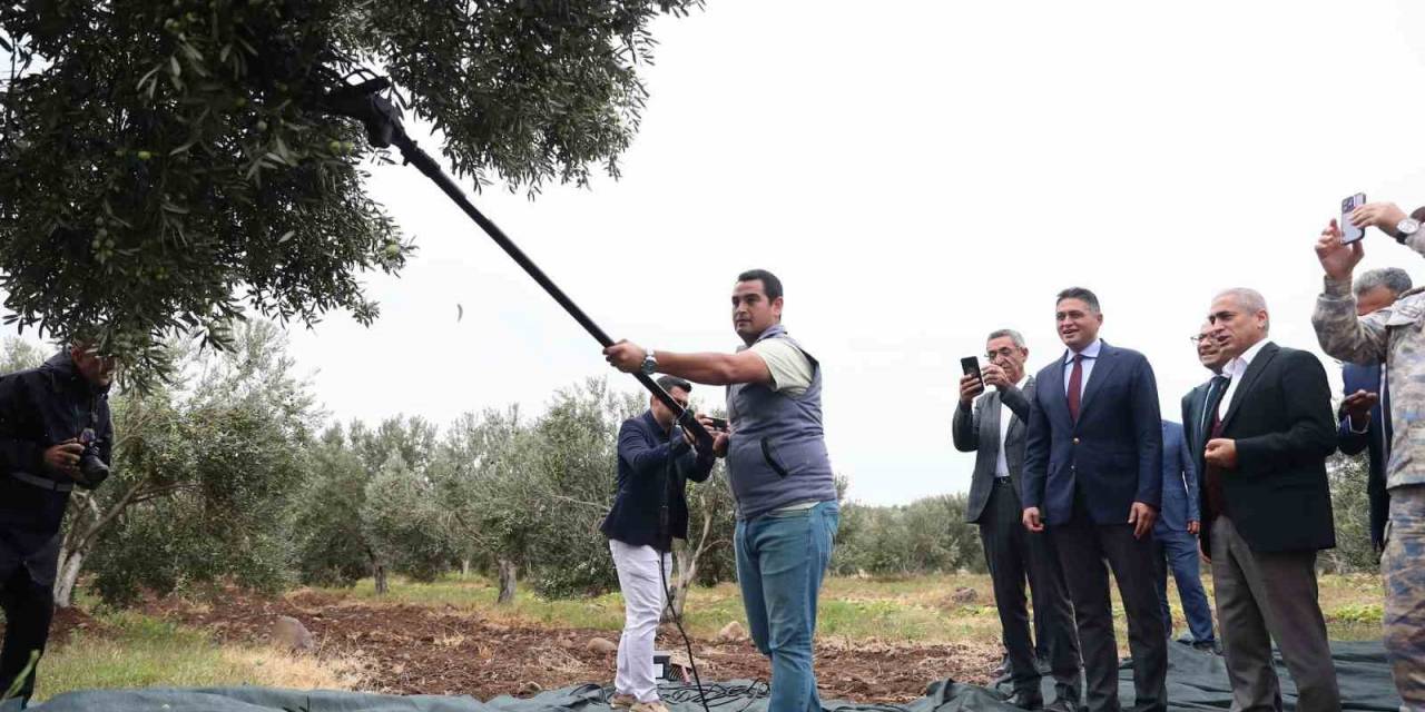 Aliağa’da 2. Zeytin Hasat Şenliği Düzenlendi