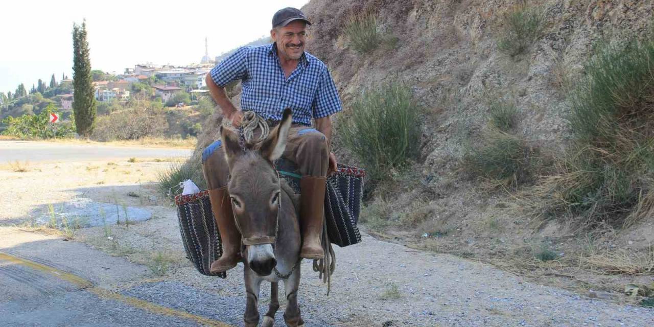Aydın Dağlarında Eşekler Halen Revaçta