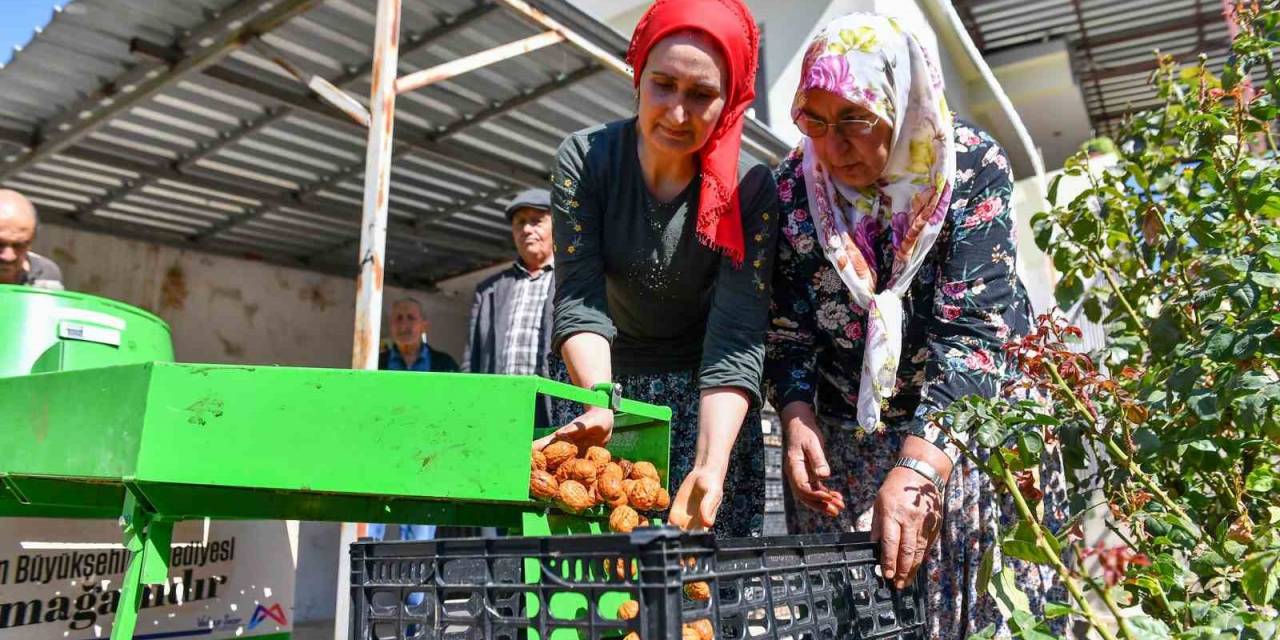 Silifkeli Ceviz Üreticilerinin Kabuk Soyma Derdi Sona Erdi