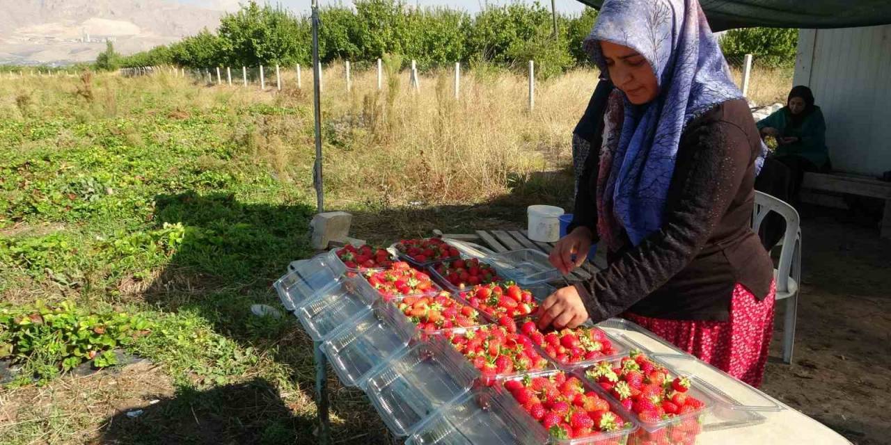 Kilosu 50 Lira, Siparişlere Yetişemiyorlar