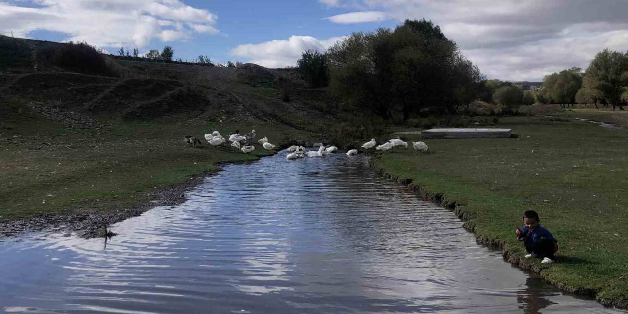 Kars’ta Kazlar Kesim Öncesi Besiye Alındı
