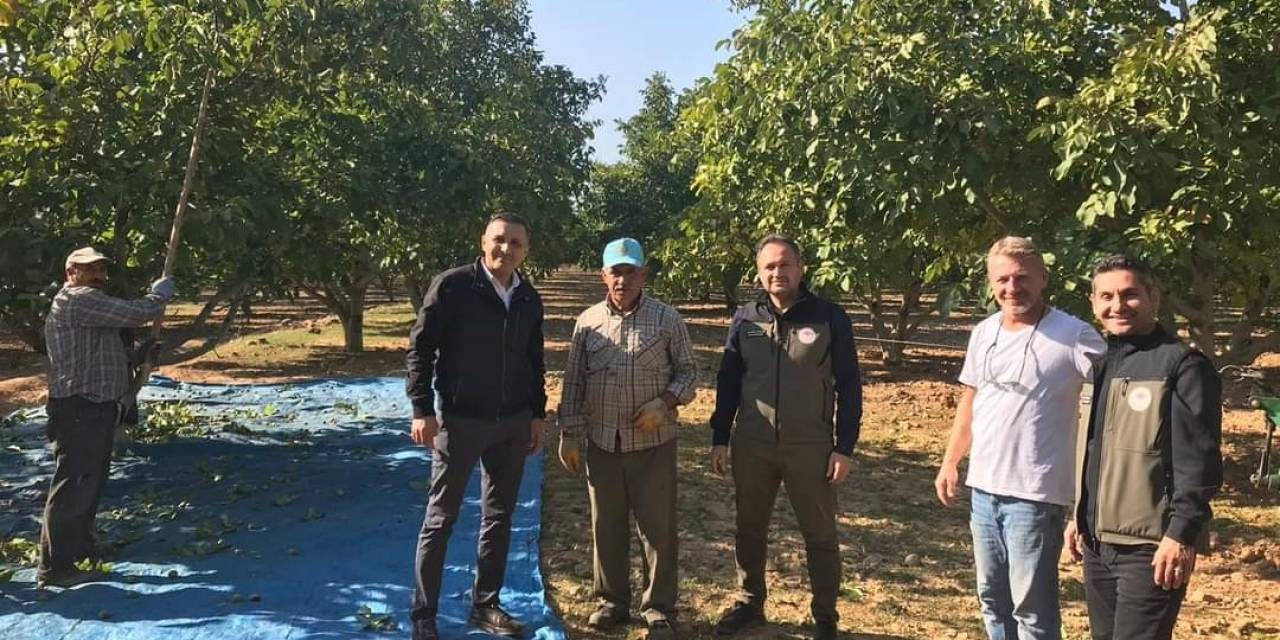 Dinar’da Ceviz Hasadı Başladı