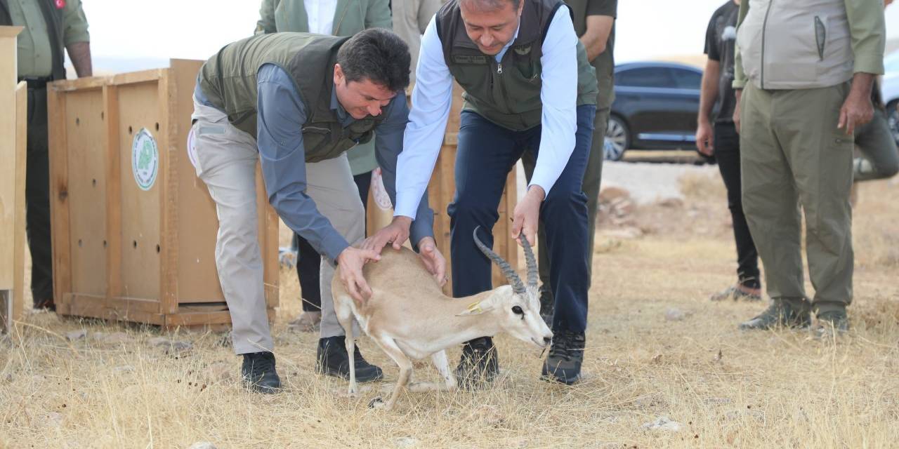 Şanlıurfa’da Yetiştirilen 20 Ceylan Doğaya Salındı