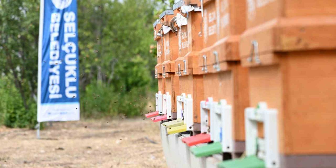 Selçuklu Belediyesi Arıcılığa Destek Olmaya Devam Ediyor