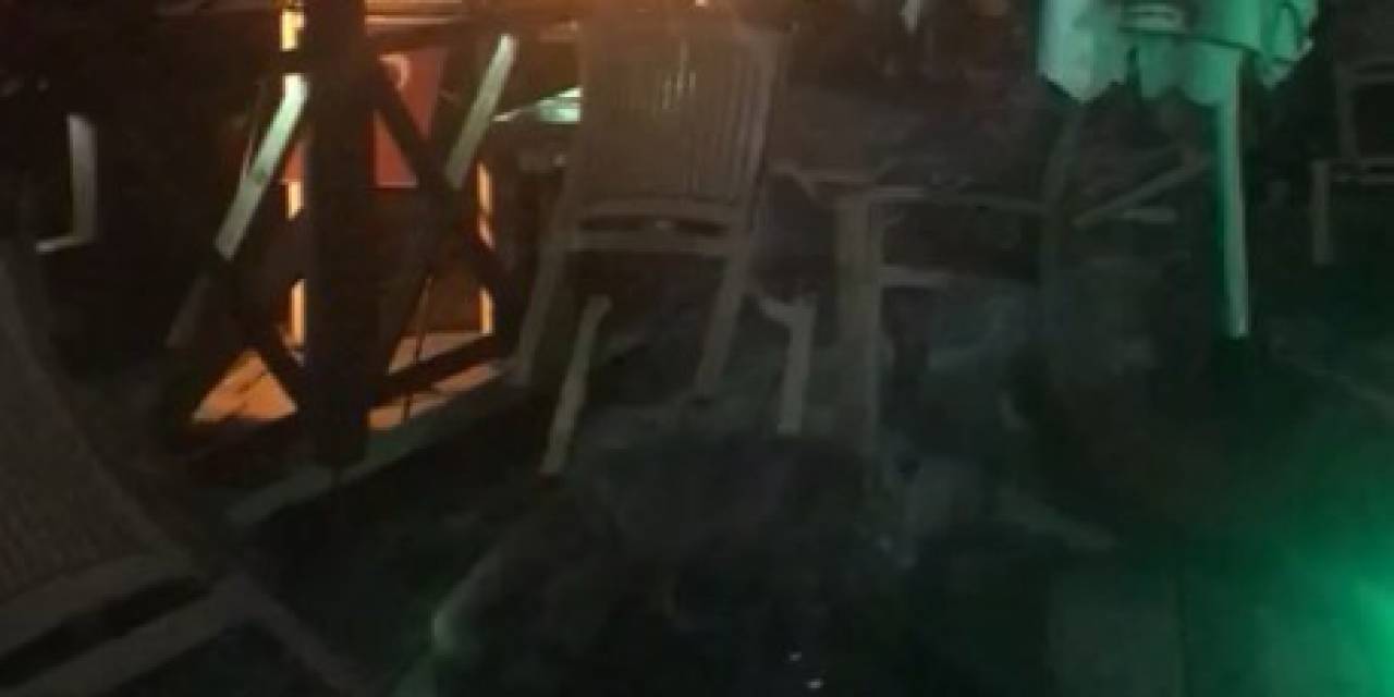 Aç Kalan Tilki Kafenin Bahçesinde Yiyecek Aradı