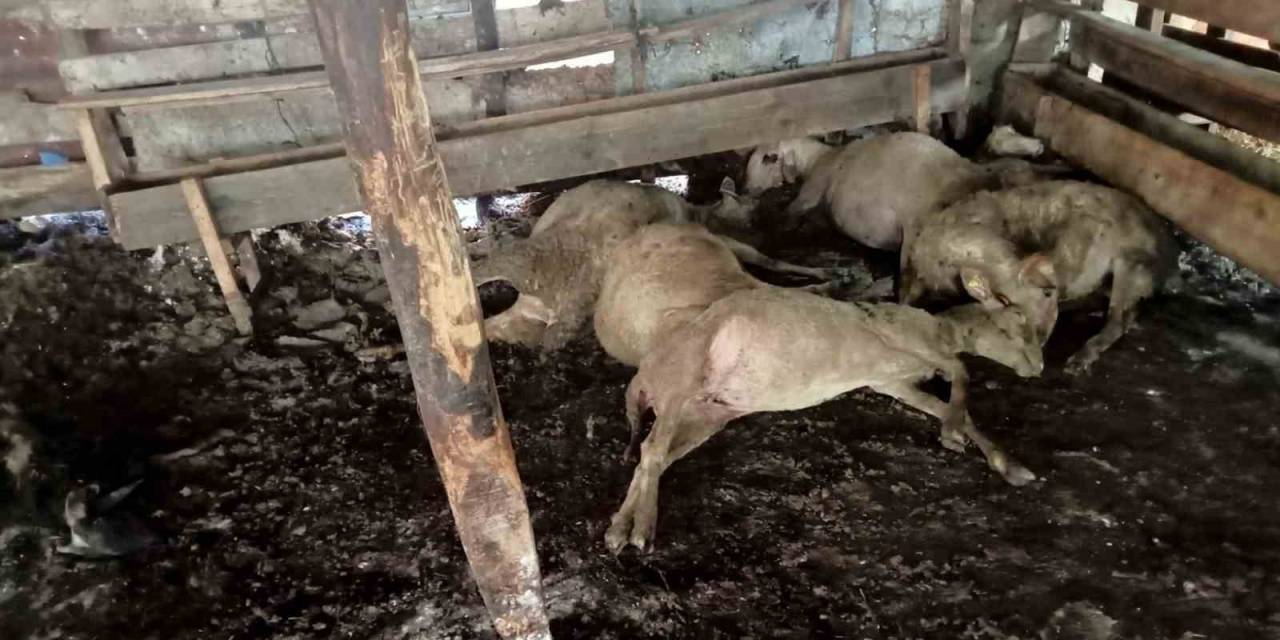 Yalova’daki Sokak Köpekleri 10 Koyunu Telef Etti, 15’ini De Yaraladı