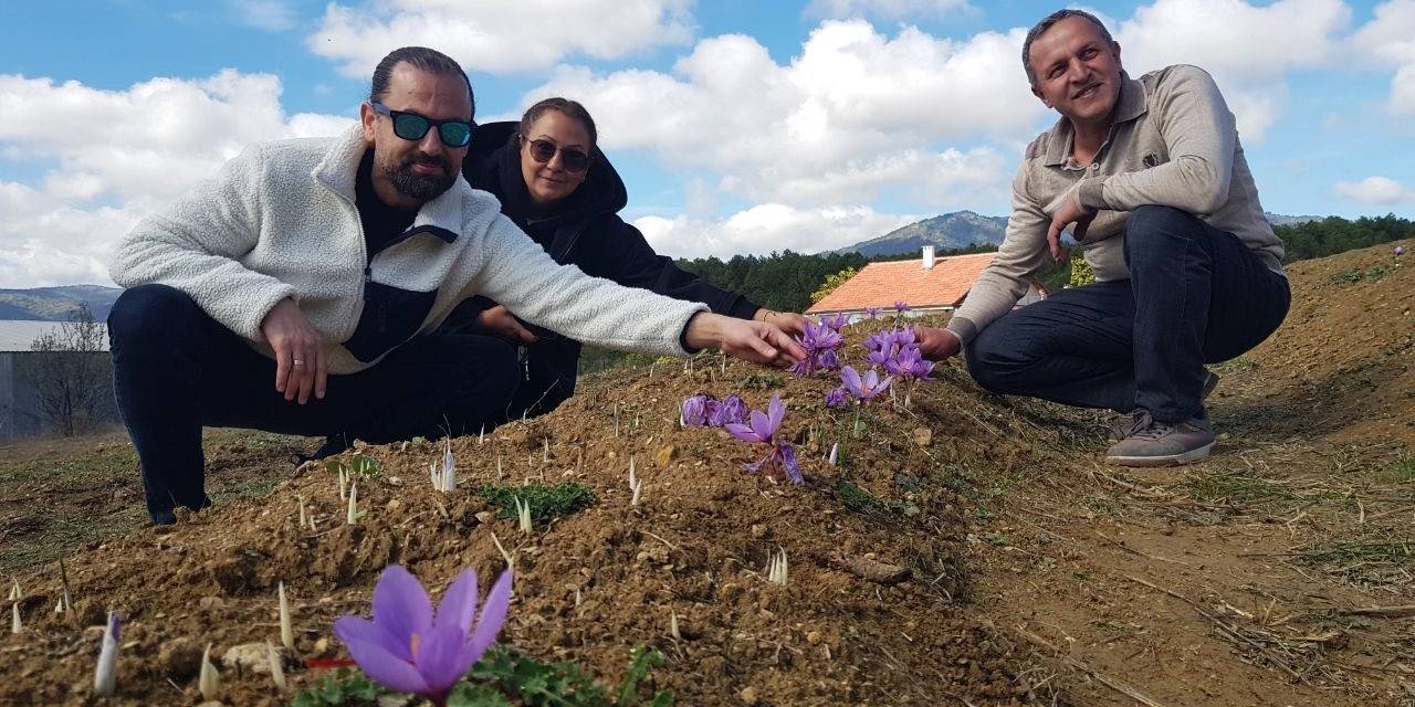 Kilosu 250 Bin Liradan Satılacak Olan Safran Çiçek Açmaya Başladı