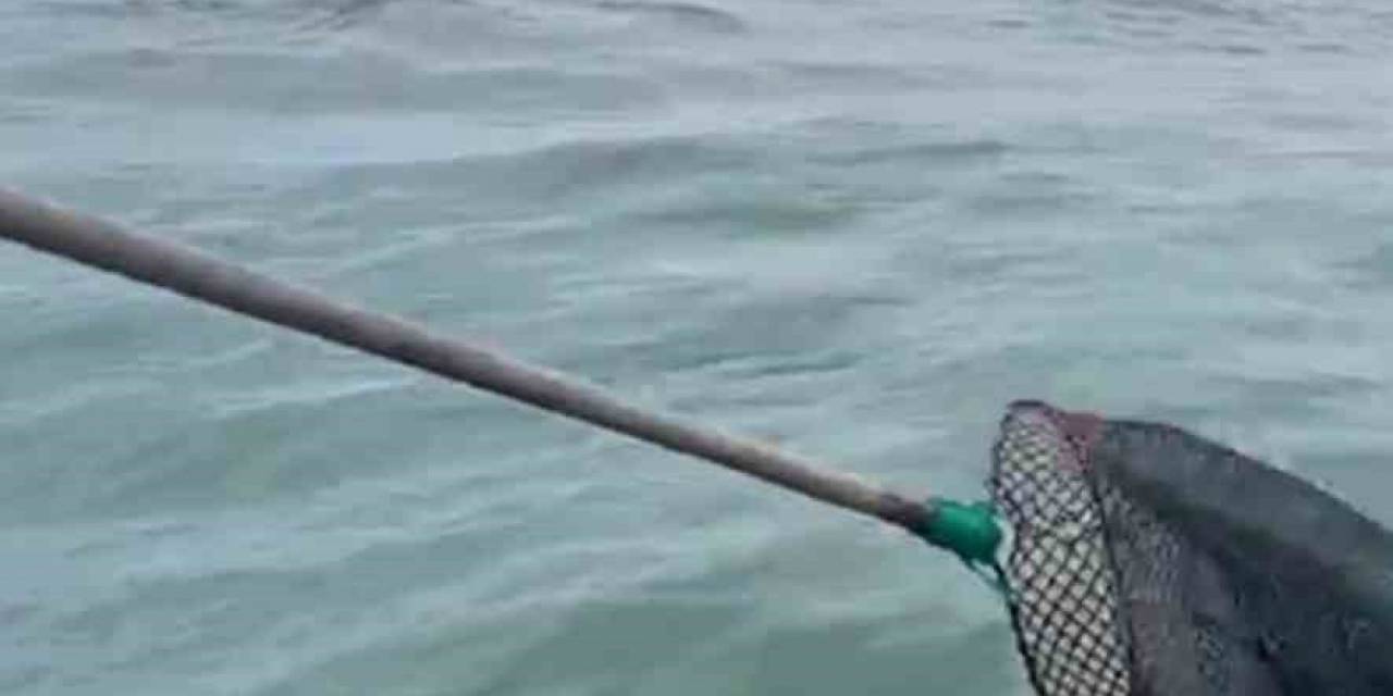 Giresunlu Balıkçıların Ağına Bu Kez Balık Değil Yavru Ayı Takıldı