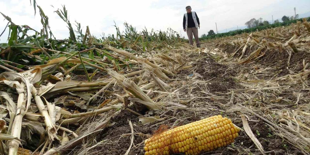 Aşırı Yağışlar Silajlık Mısır Tarlalarını Vurdu