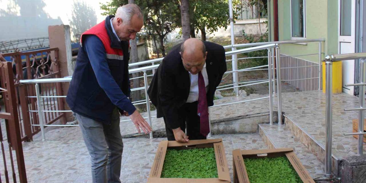 Osmaneli’nde 4 Çiftçiye 10 Bin 500 Adet Marul Fidesi Dağıtıldı