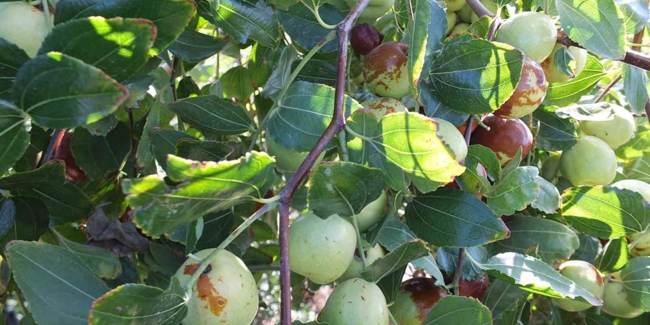 Balıkesir’de Emekli Vatandaş Kendini Yeşile Adadı, Örnek Üretici Oldu