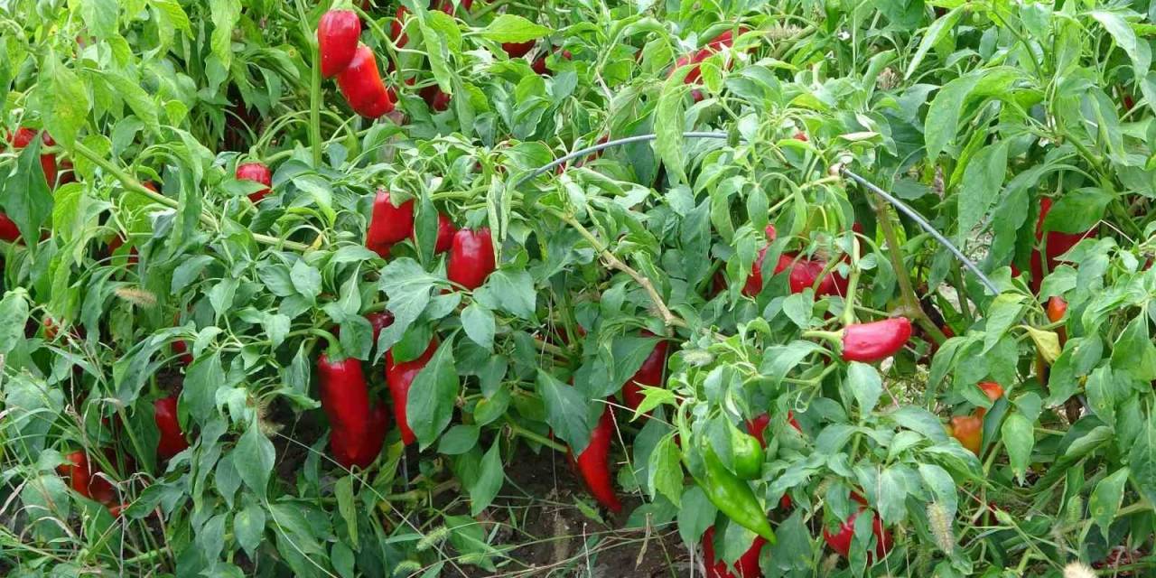 Salçalık Biber 5 Tl’ye Kadar Düştü