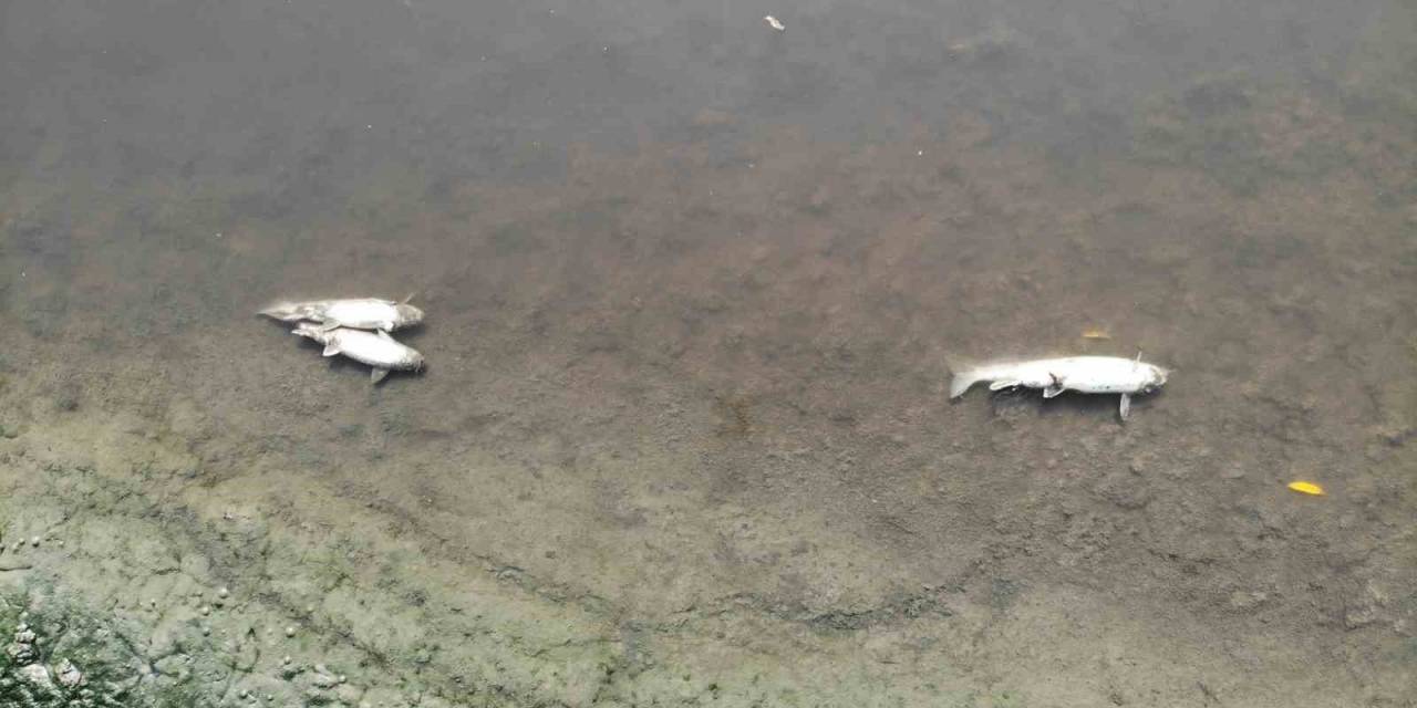 Su Seviyesi Düşen Yeşilırmak’ta Toplu Balık Ölümleri Görüldü