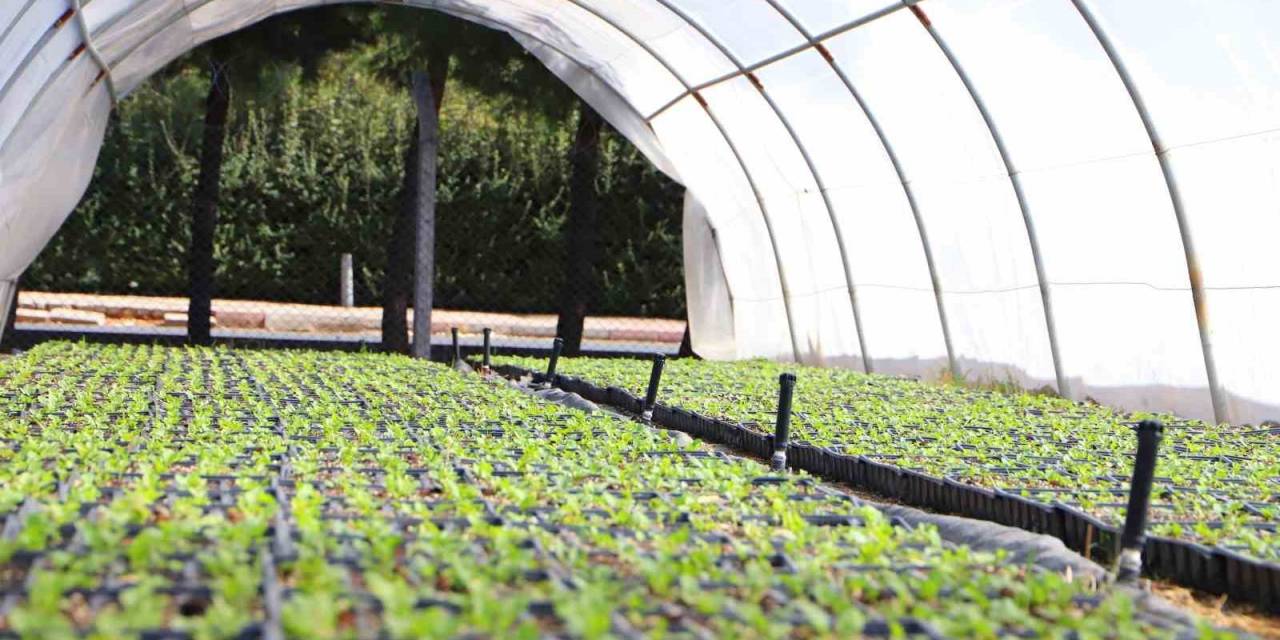 Diyarbakır’ın Caddeleri 1 Milyon 200 Bin Çiçekle Süslenecek