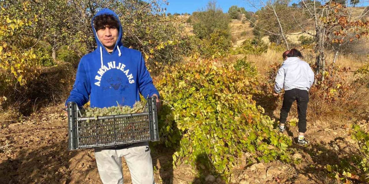 Mardin’de Mevsimlik İşçilerin Zorlu Mesaisi