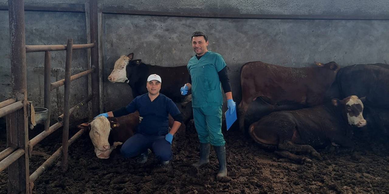 Çan’a Gelen İthal Hayvanların Kontrolleri Yapılıyor