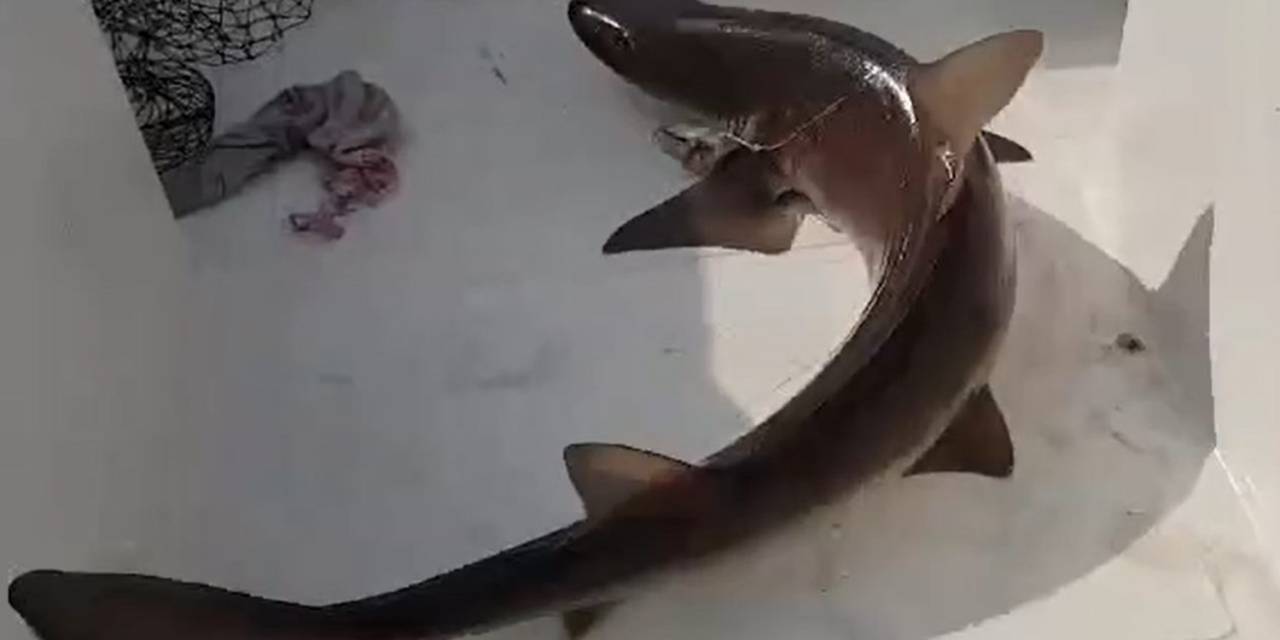 Balıkçıların Ağına Köpek Balığı Takıldı