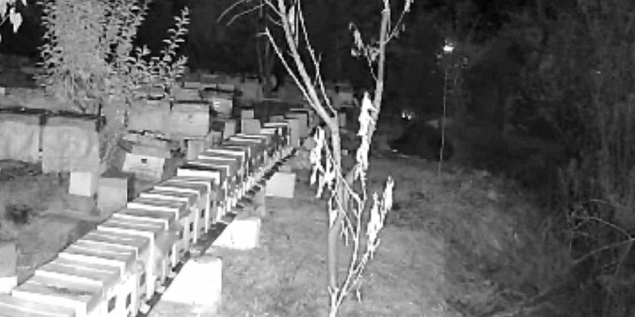 Arı Kovanlarını Parçalayan Ayı Kamerada