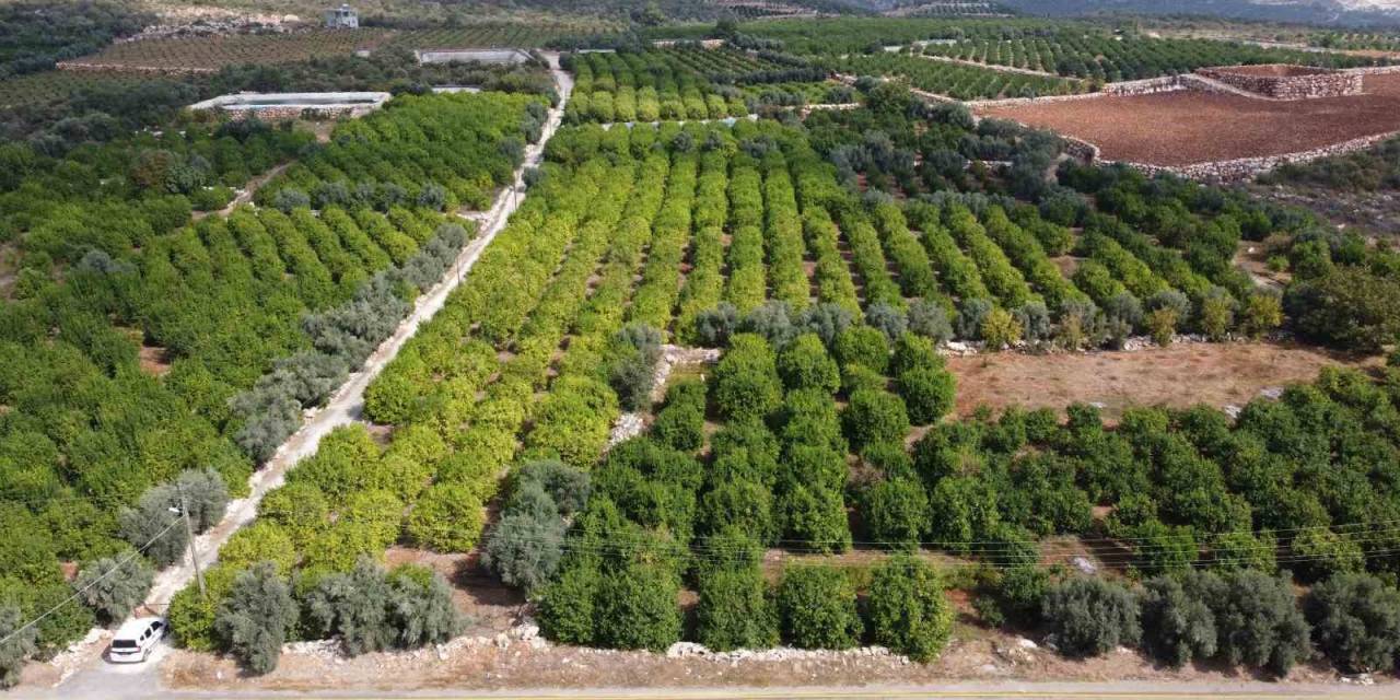 Üreticinin Umudu Depoluk Limonda