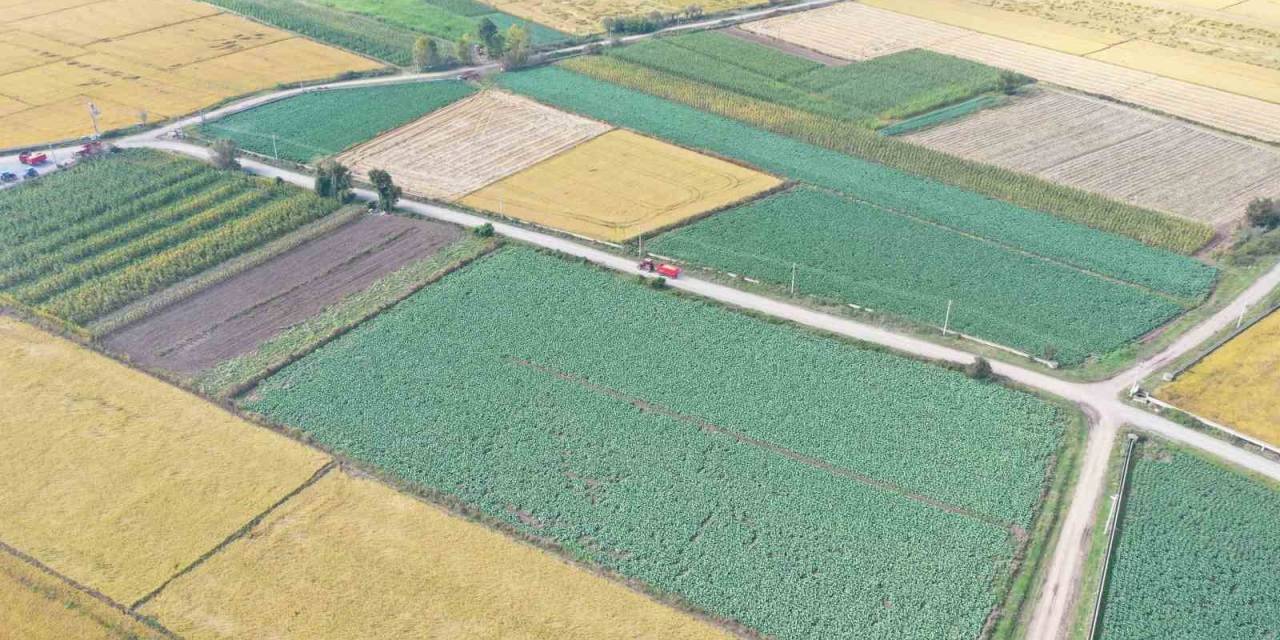 Kışlık Sebzeler Hasat İçin Gün Sayıyor