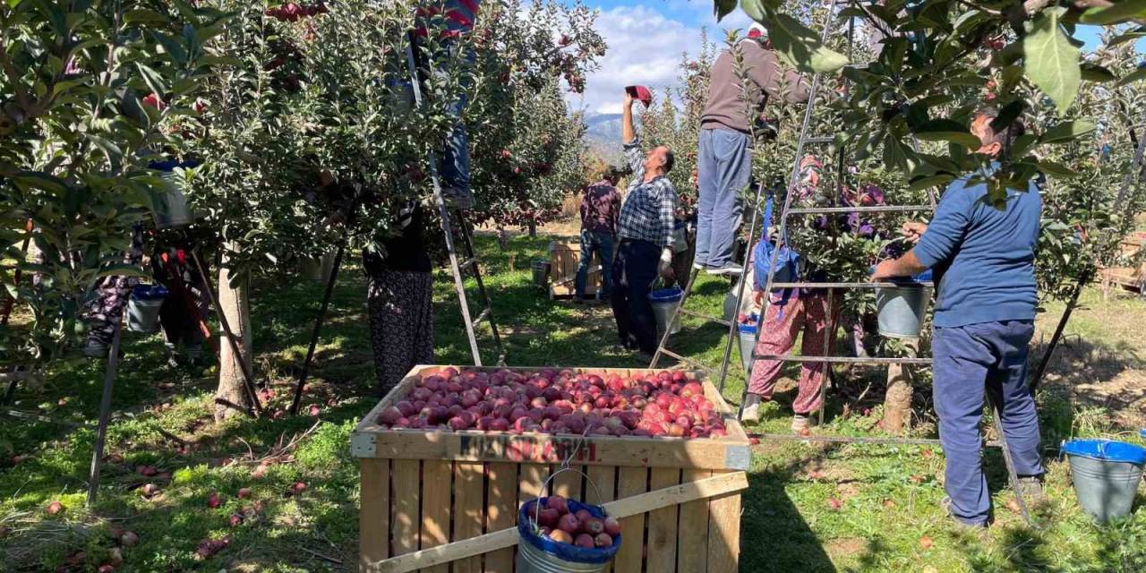 Beyşehir’de Elma Hasadı Sürüyor