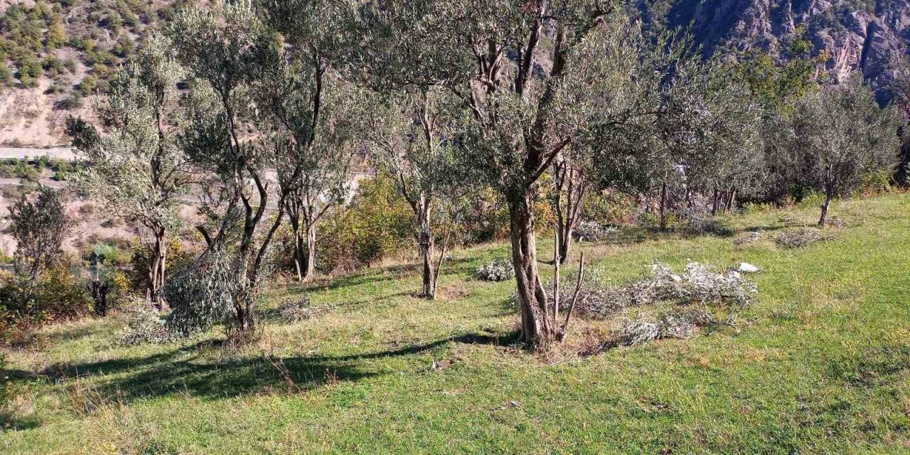 Ayılar Bu Kez Zeytin Ağaçlarına Dadandı