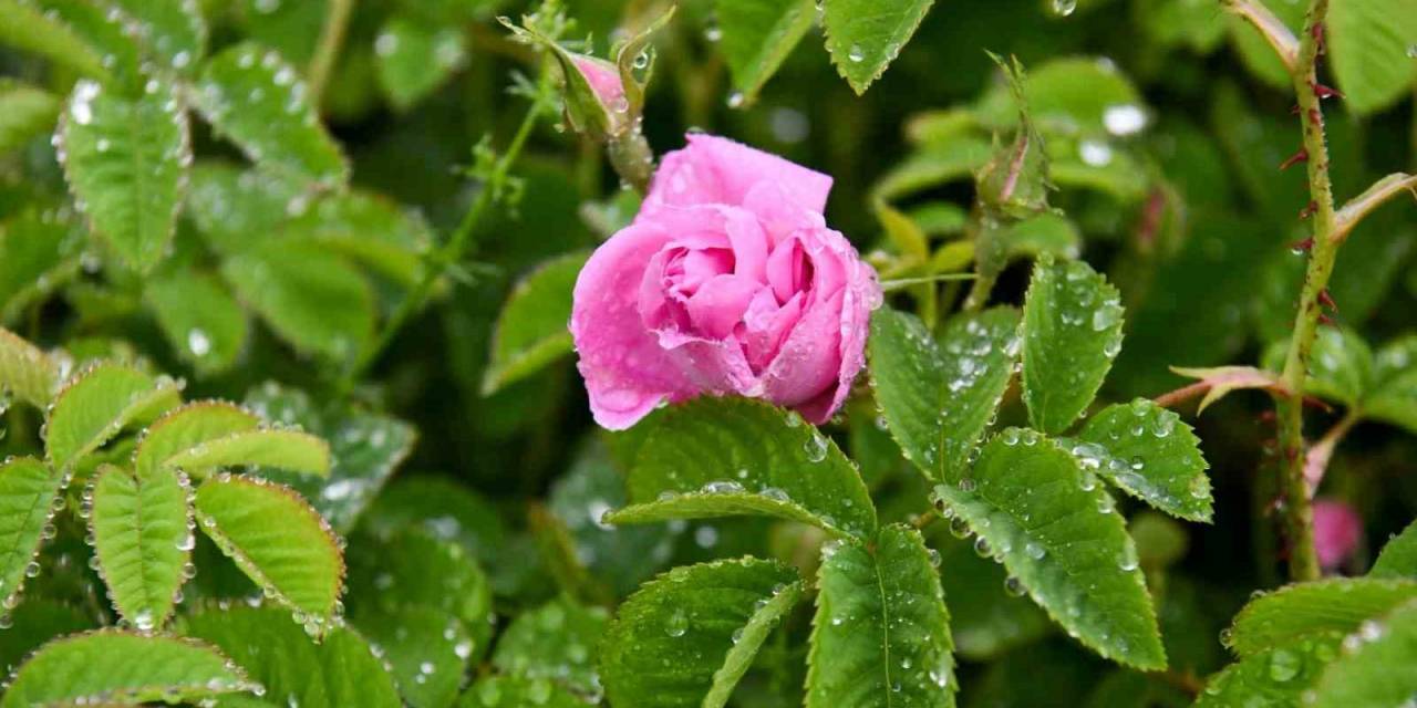 Isparta’da Gül Çiçeği Taban Fiyatı 51 Lira Olarak Açıklandı