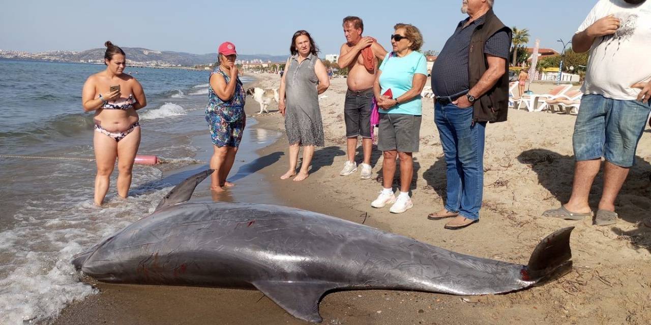Kuşadası Körfezi’nde Su Yüzeyinde ’afalina’ Türü Yunus Bulundu
