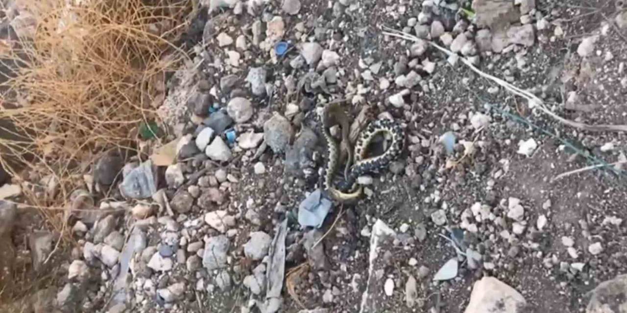 Şanlıurfa’da Yılan Operasyonu