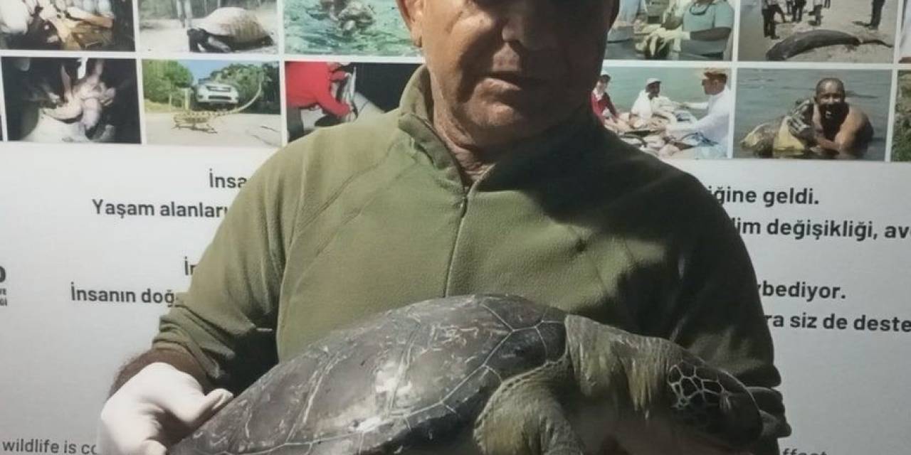 Kuşadası Sahillerinde Üç Yeşil Deniz Kaplumbağası Ölü Bulundu