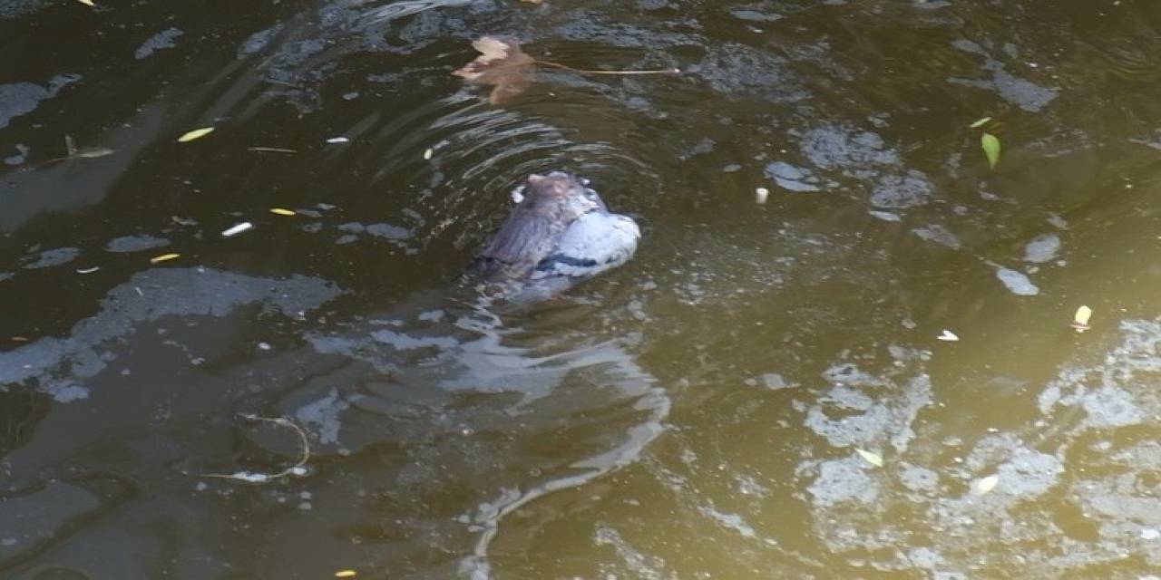 Porsuk Çayı’nda Farenin Ölü Güvercinle Mücadelesi Kameralara Yansıdı