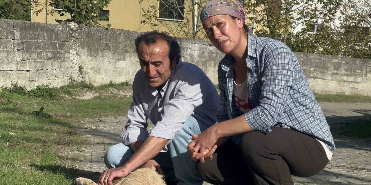 Beslediği Köpeği Darp Edilerek Öldürüldü