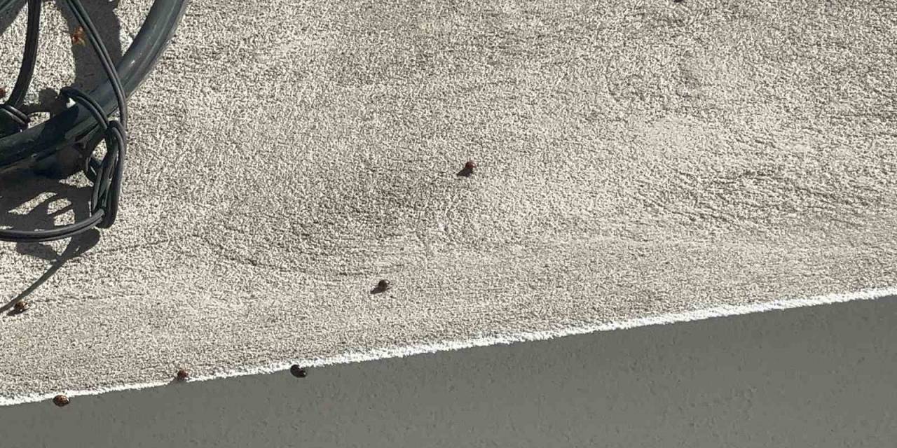 İlçe Tarım Müdürü Uğur Böcekleri İle İlgili  Açıklamada Bulundu