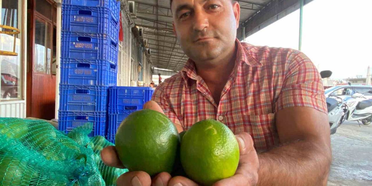 Antalya’da Halde Limon 3 Tl’ye Kadar Düştü