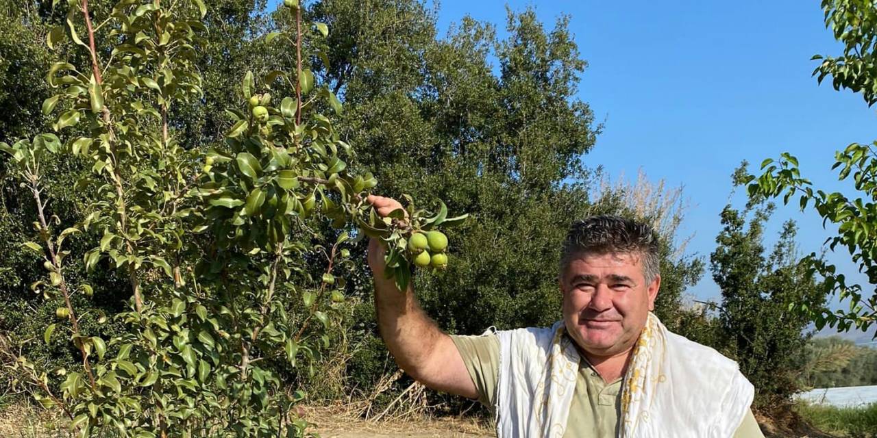 Armut Ağacı İkinci Kez Meyve Verdi