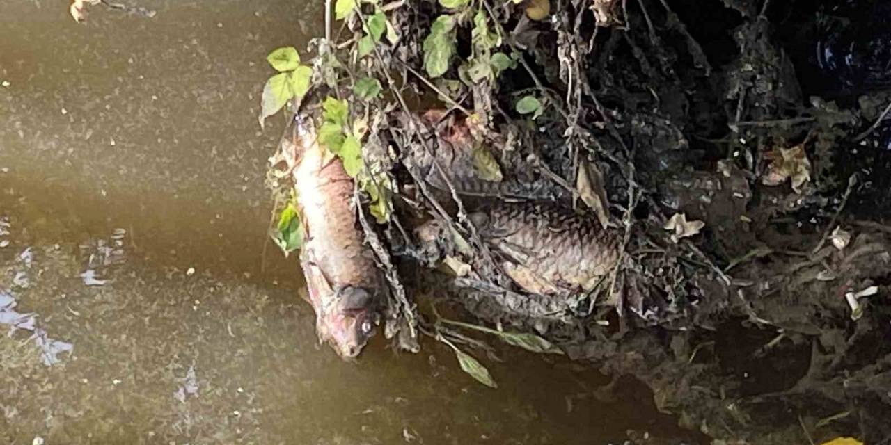 Deredeki Balıklar Telef Oldu