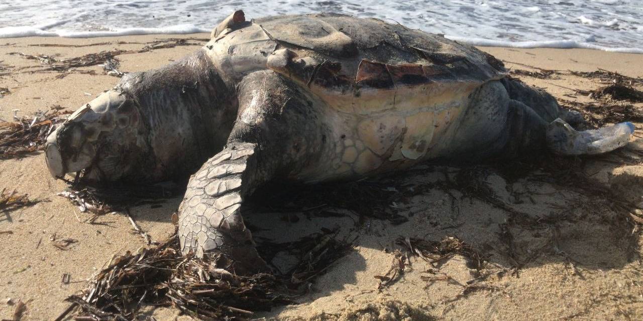 Edirne’de Ölü Caretta Caretta Karaya Vurdu