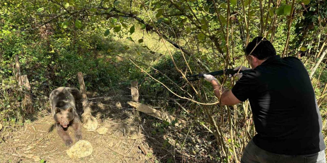 Bartın’da Ayı Kurtarma Operasyonu